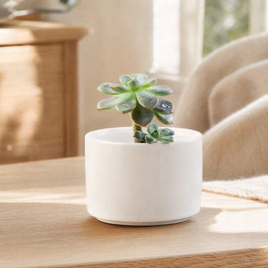 Bloombowl™ Ceramic Flower Pot in a calm home setting