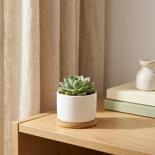 Rootclay™ Ceramic Succulent Flower Pot in a calm home setting