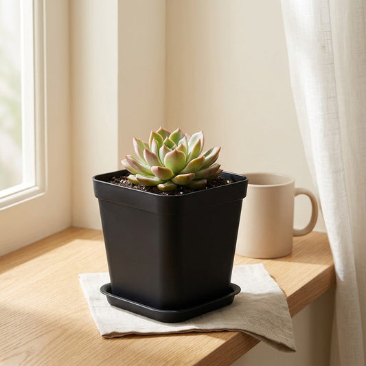 Trayroot™ PP Plastic Flower Pot With Tray in a calm home setting