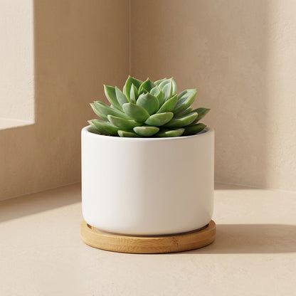 Rootclay™ Ceramic Succulent Flower Pot