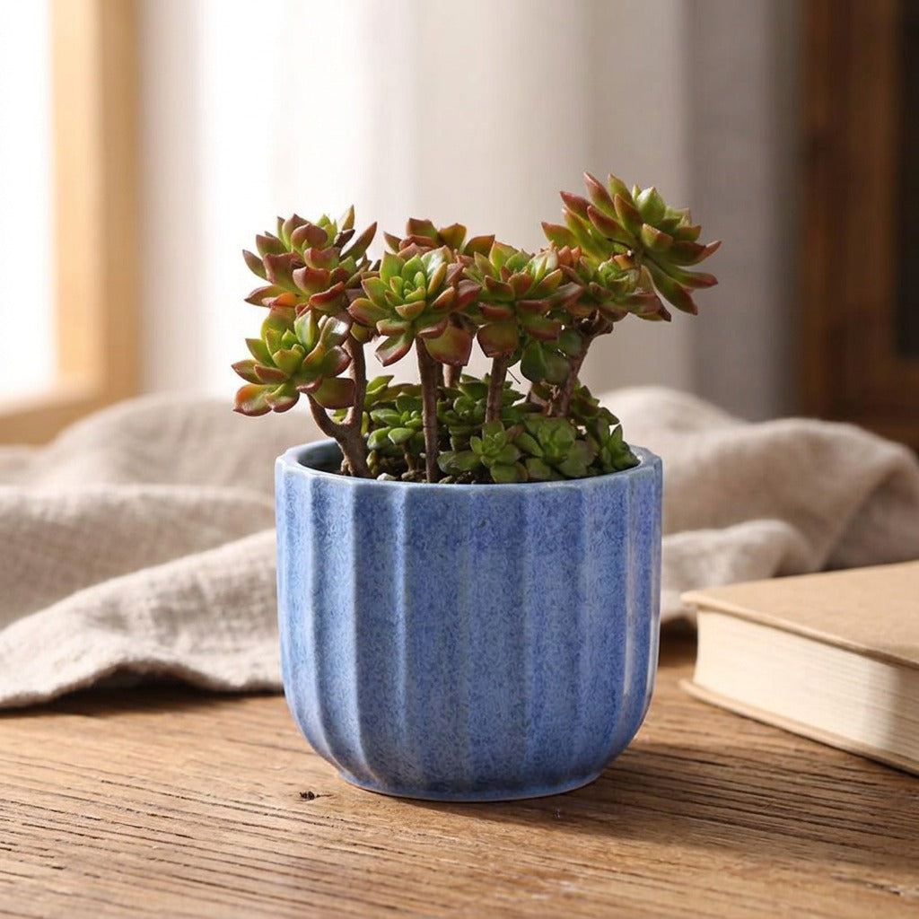 Succulent™ Ceramic Succulent Flower Pots, styled close view