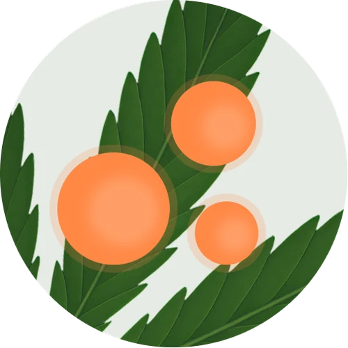 Broad Spectrum Nano Hemp