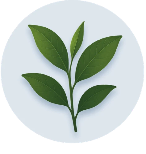 Suntheanine® (L-Theanine)