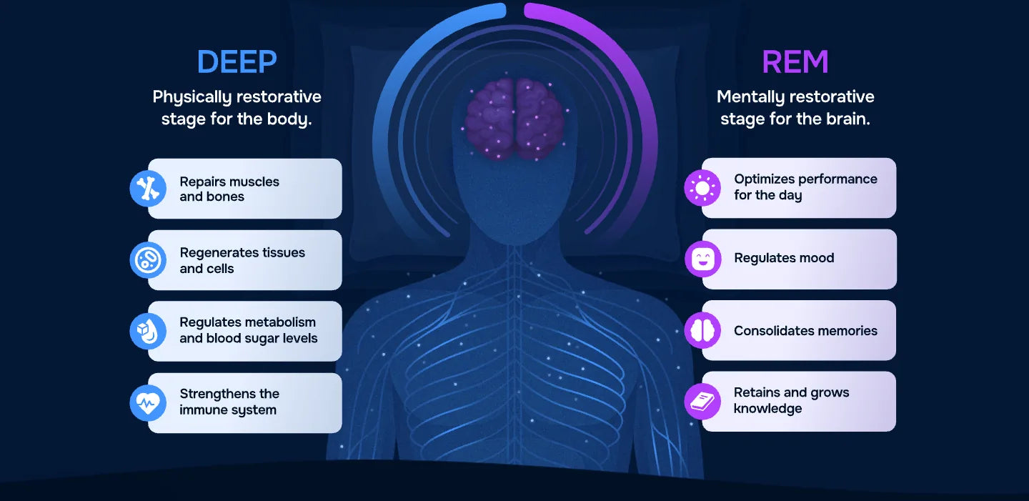 Deep sleep is the physically restorative stage for the body; REM sleep is the mentally restorative stage for the brain